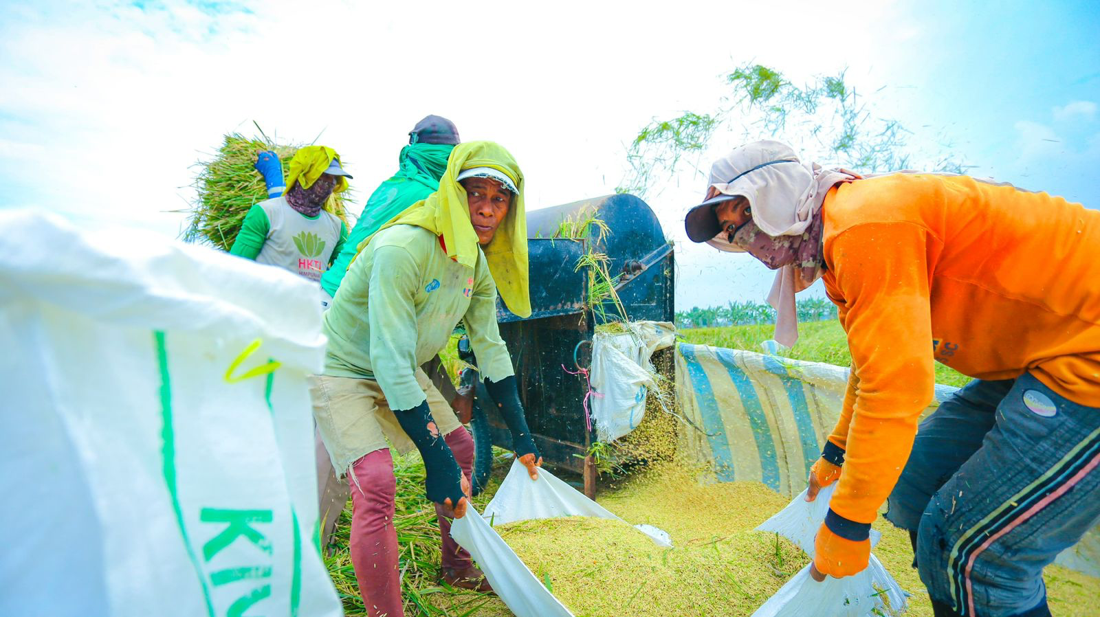 Dinamika Harga Pangan Global Menjelang Akhir Tahun 2026