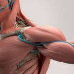 Peran Otot dalam Postur dan Kesehatan Tulang