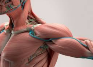 Peran Otot dalam Postur dan Kesehatan Tulang