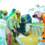 Dinamika Harga Pangan Global Menjelang Akhir Tahun 2026